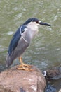 Night heron, Maui Tropical Plantation, Hawaii